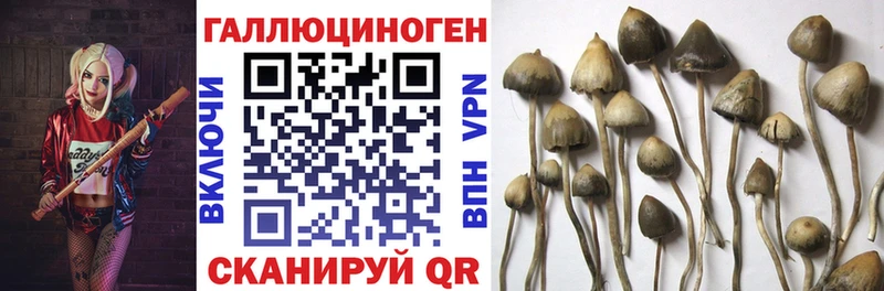 Псилоцибиновые грибы Psilocybe  Мурманск 