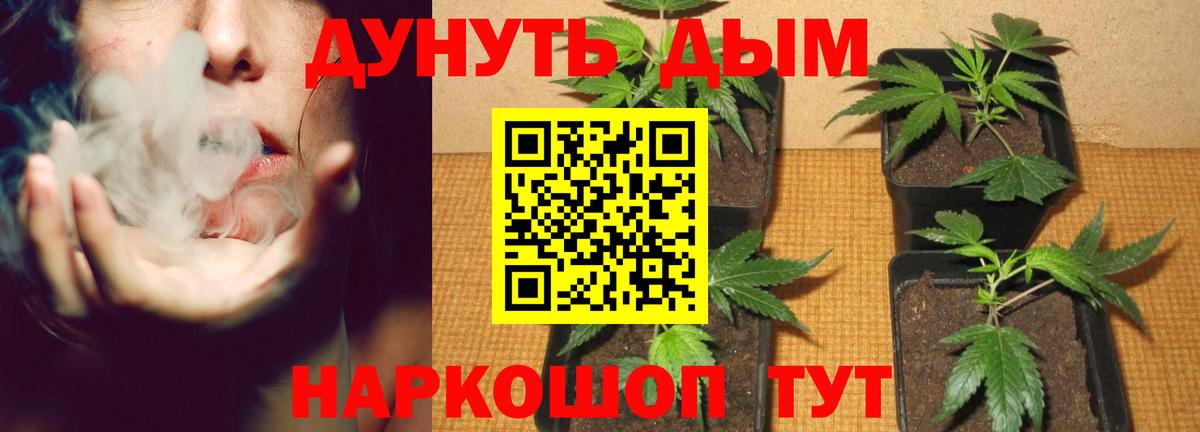 Бошки Шишки сатива  Канабис Amnesia  Мурманск  Канабис планчик  Вход с VPN 